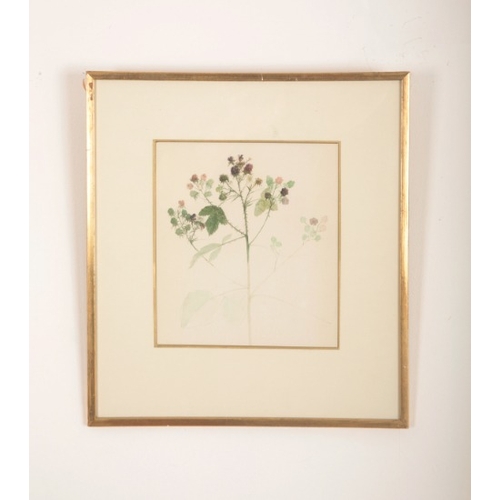 85 - *DAVID GREEN (20th century) 'Rose Stem'

botanical study, watercolour, 37.5cm x 27cm; together with ... 