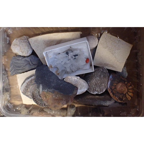 270 - A COLLECTION OF FOSSILS AND SEASHELLS

including ammonites, petrified wood, fern etc