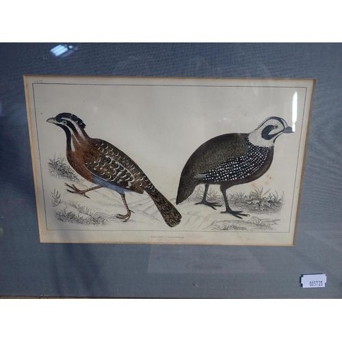 659 - FULLARTON AND COMPANY: 'LONG-TAILED QUAIL AND MONTEZUMA'S QUAIL'

coloured engraving, 15 x 24cm; tog... 