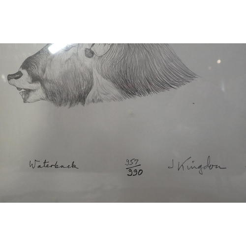 683 - *JONATHAN KINGDON (b. 1937) 'Porcupine' and 'Waterbuck'

from the 'African Mammals' series, signed l... 