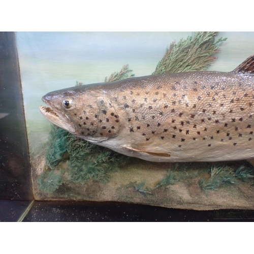 8 - TAXIDERMY: A BROWN TROUT 3lbs 4 ozs

'Taken by J. Brazier... 1973,, Hanningfield Reservoir Essex', c... 