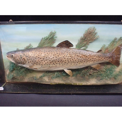 8 - TAXIDERMY: A BROWN TROUT 3lbs 4 ozs

'Taken by J. Brazier... 1973,, Hanningfield Reservoir Essex', c... 