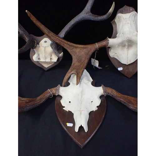 98 - TWO PAIRS OF ELK AND ONE PAIR OF RED DEER ANTLERS

mounted on shields (woodworm to one shield)