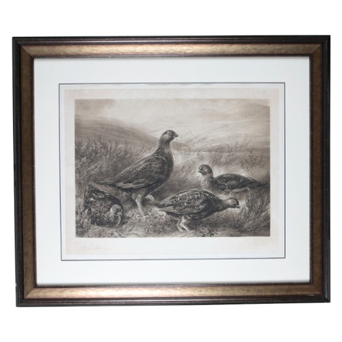 253 - GEORGE A. SHORT (1856-1945) 'Grouse Nestle on a Moorland'

four grouse depicted amongst heather, sig... 