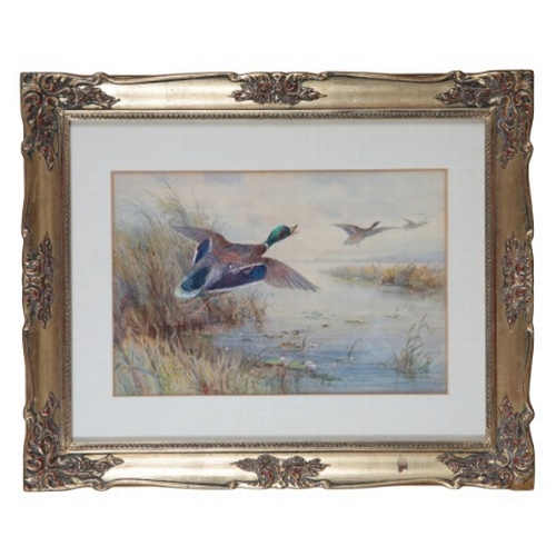 254 - *JAMES STINTON (1870-1961) A study of flying ducks

over a lake and reeds, signed lower left, waterc... 