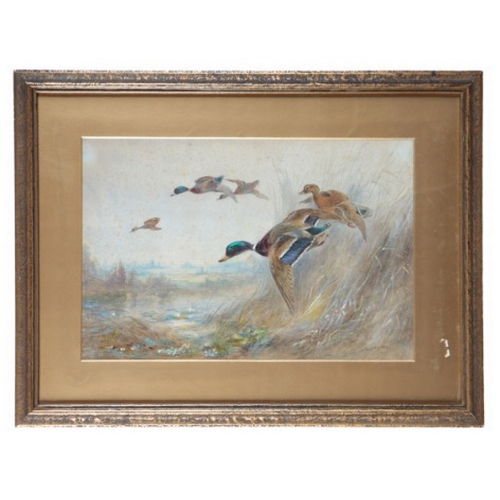 255 - *JAMES STINTON (1870-1961) A study of mallards

in a group of males and females, signed lower right,... 