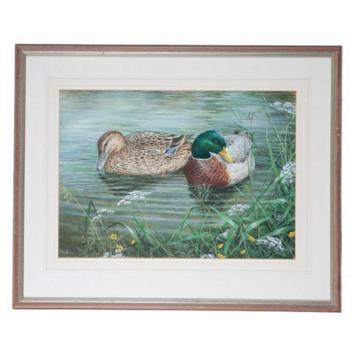 256 - 20TH CENTURY SCHOOL A study of a male and female mallard

indistinctly signed to lower left, gouache... 