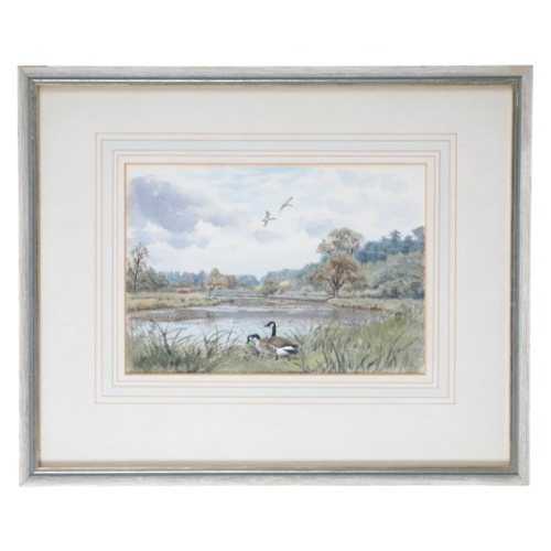 260 - *JOHN C. HARRISON (1898-1985) A study of Canadian geese by a river

signed lower right, watercolour,... 