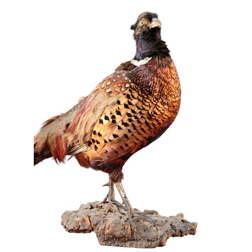 360 - TAXIDERMY: A COCK PHEASANT

mounted on a wooden perch on an oak base, 40cm x 28cm