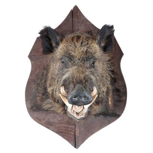 371 - TAXIDERMY: A WILD BOAR NECK MOUNT

on a shaped oak shield, 55cm high