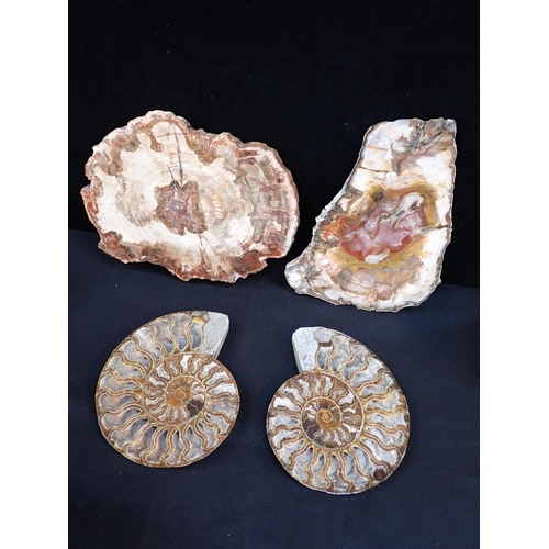 242 - A PAIR OF POLISHED AMMONITE FOSSIL SECTIONS

20cm wide, and two polished fossilised wood sections (4... 