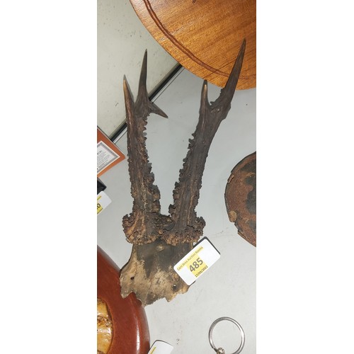 485 - Roe deer antlers