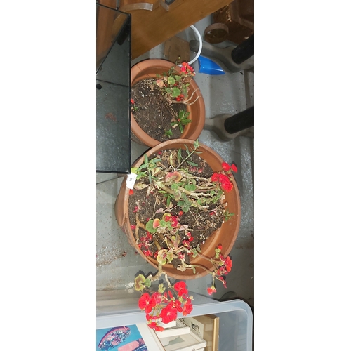 84 - 2 terracotta plant pots