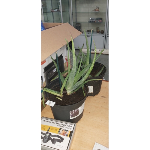 109 - 2 aloe vera plants
