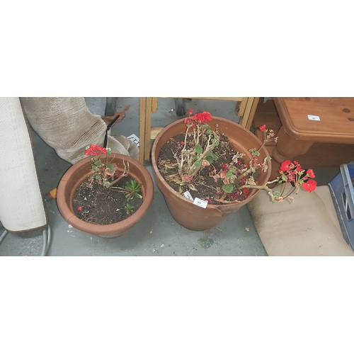 84 - 2 terracotta plant pots