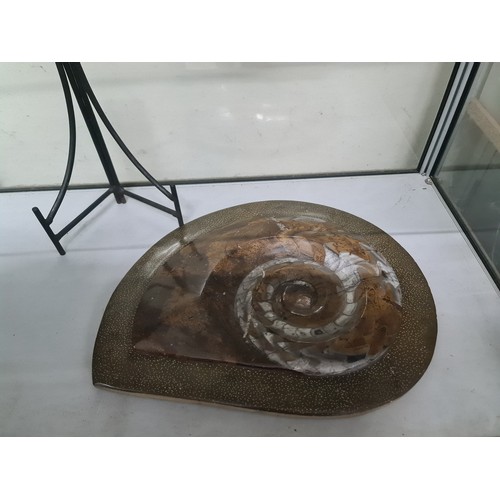 65 - large Ammonite on stand 10