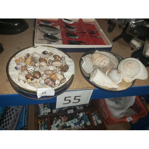 55 - seashells