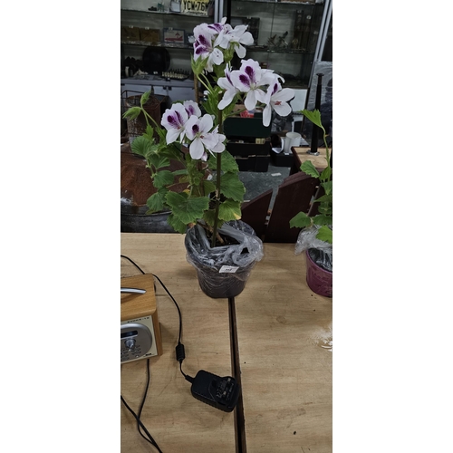 112 - White peligonium