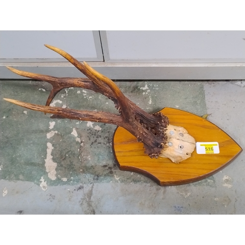 516 - Roe deer antlers mounted on wooden shield