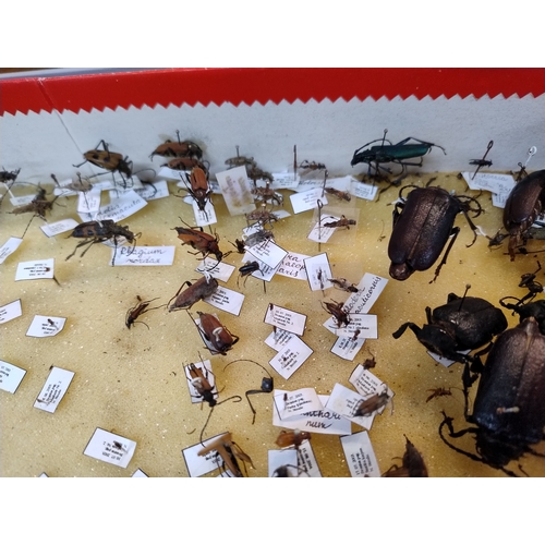 974 - Job lot of insects