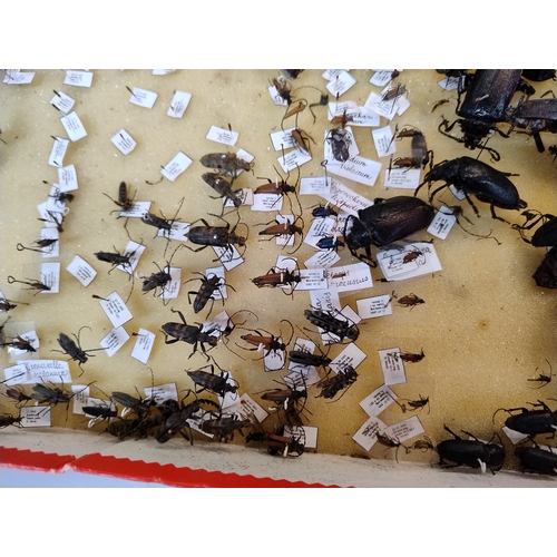 974 - Job lot of insects