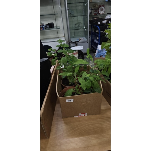 103 - box 2 sage, 2 lemon balm UNABLE TO POST