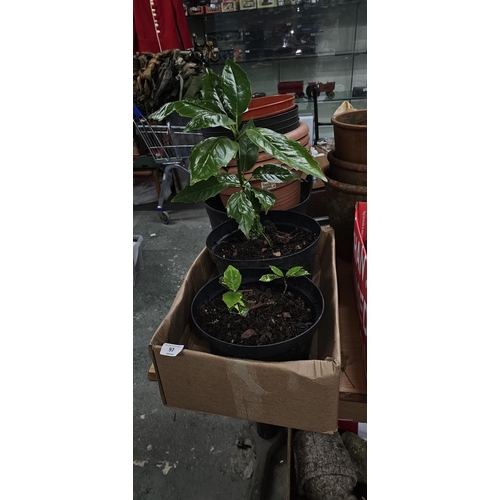 97 - box 2 spotted laurels UNABLE TO POST