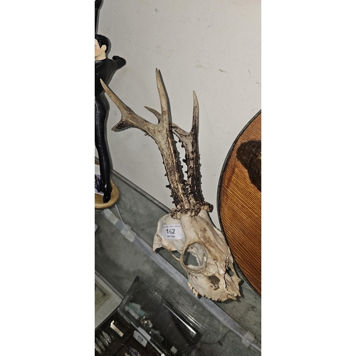 162 - ROE DEER ANTLERS