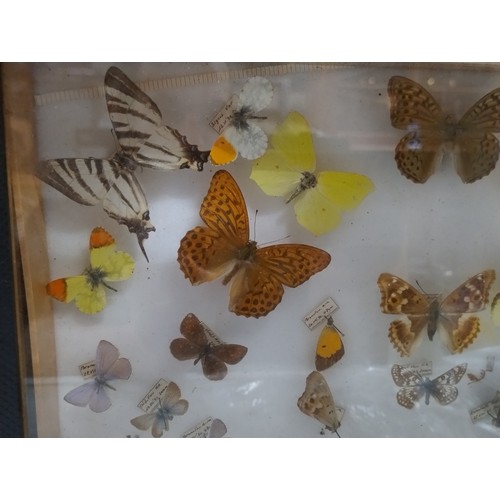 576 - Butterflies in cabinet