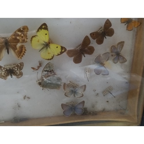 576 - Butterflies in cabinet