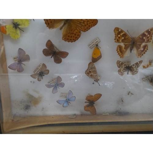 576 - Butterflies in cabinet