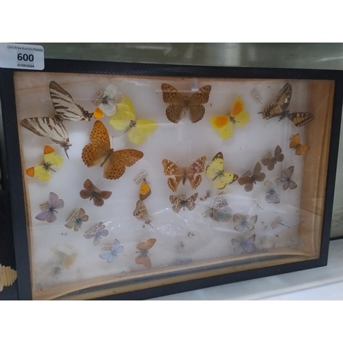 576 - Butterflies in cabinet