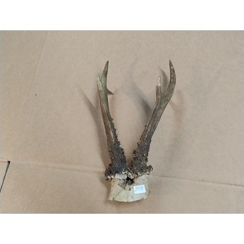 809 - Roe deer antlers-2