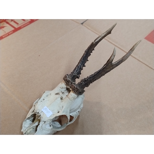 810 - Roe deer antlers-3