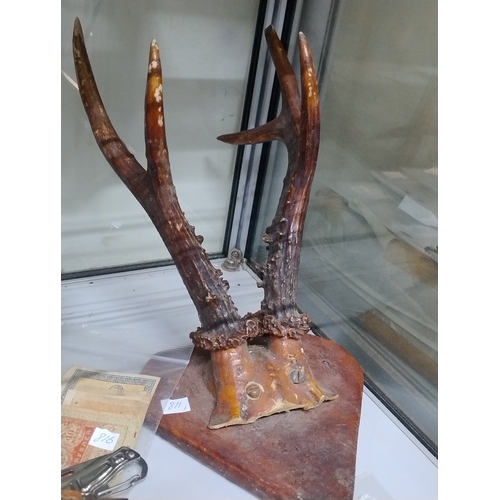 811 - Roe deer antlers-4