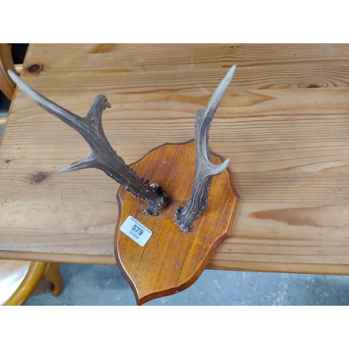 579 - Roe deer antlers