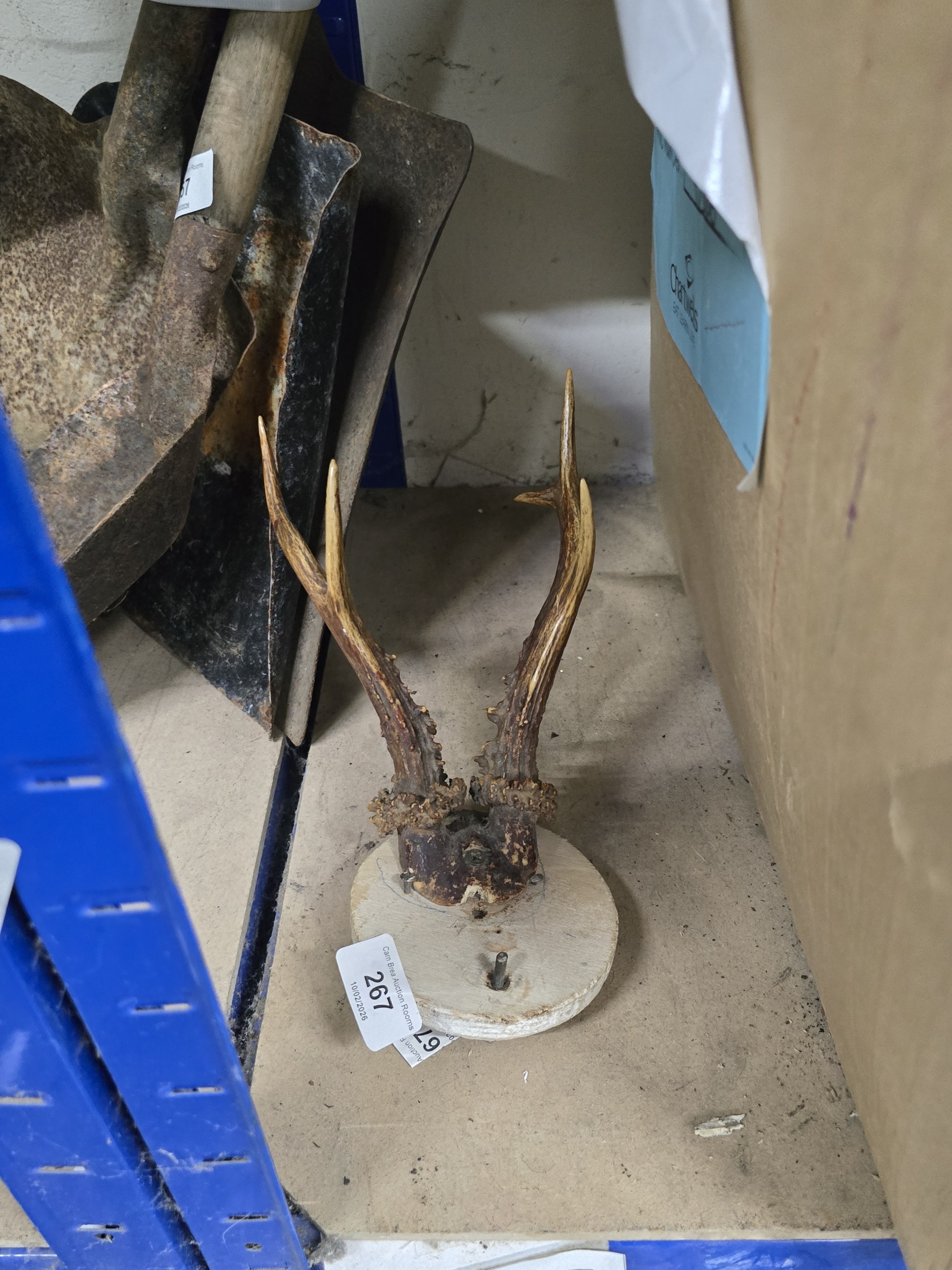 roe deer antlers on small round shield