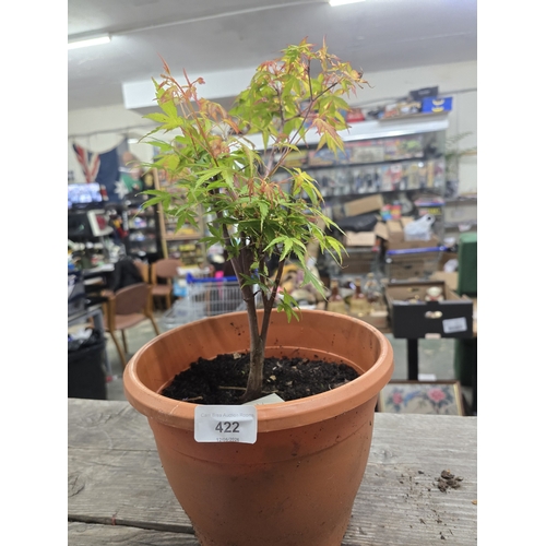 422 - A Young Japanese Maple (Acer palmatum) Specimen UNABLE TO POST