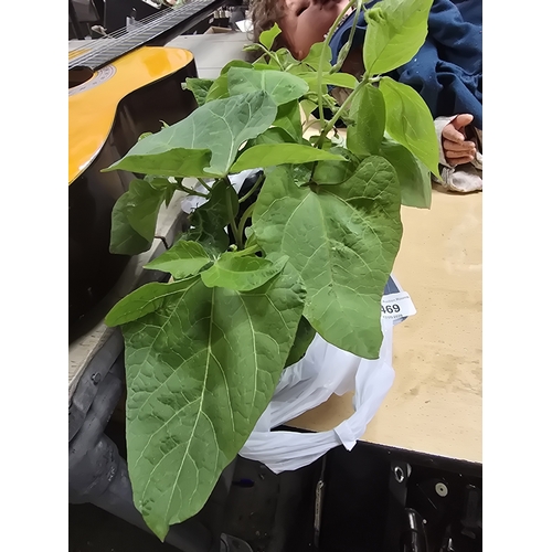 469 - Eight Runner Bean Plants UNABLE TO POST