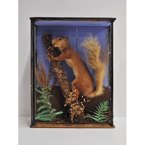 102 - Taxidermy - A red squirrel perched on branches with nut, in a naturalistic setting. Approx. size of ... 