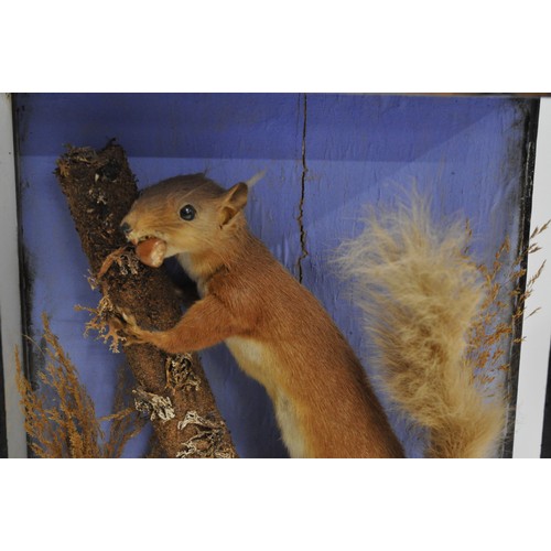 102 - Taxidermy - A red squirrel perched on branches with nut, in a naturalistic setting. Approx. size of ... 