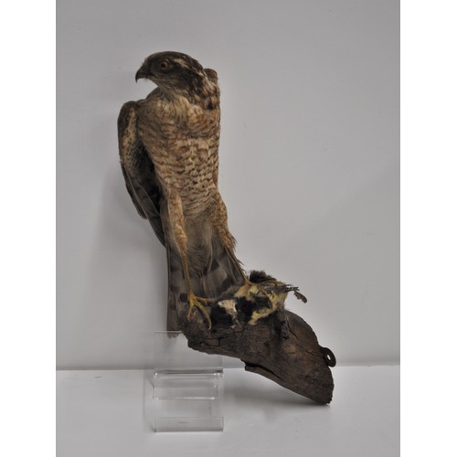 103 - Taxidermy - A hawk perched on a log with prey approx. H 35cm