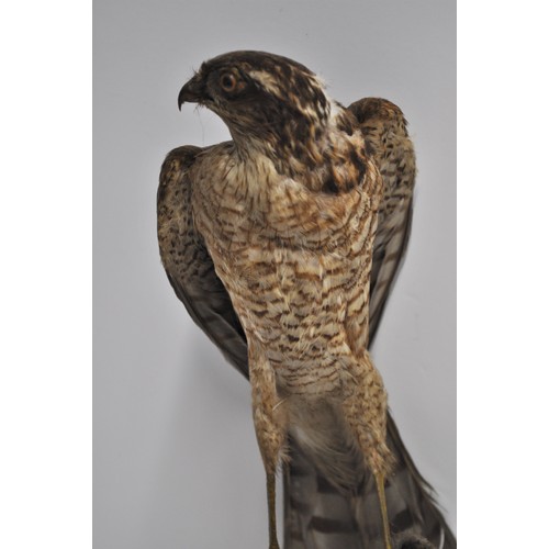 103 - Taxidermy - A hawk perched on a log with prey approx. H 35cm