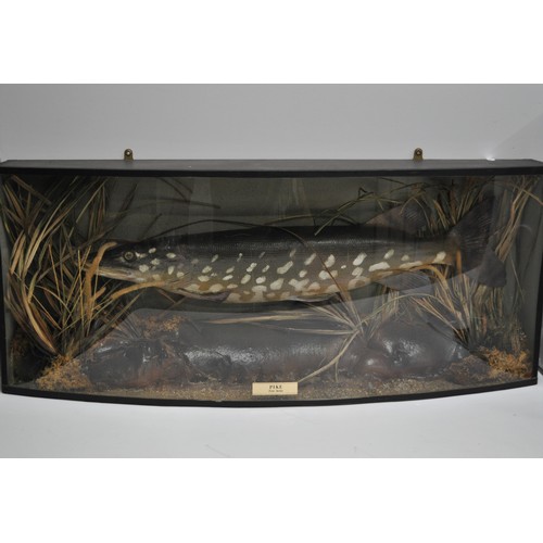 104 - Taxidermy - A large pike fish in case of a lake bed scene approx. size of case L80cm