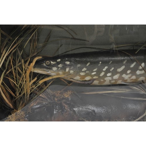 104 - Taxidermy - A large pike fish in case of a lake bed scene approx. size of case L80cm