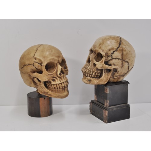 18 - Two model skulls on plinths