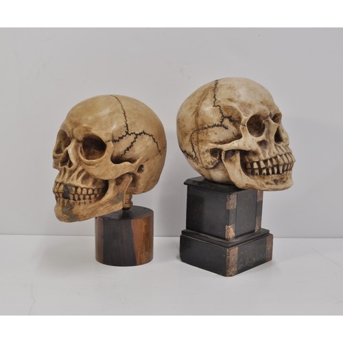 18 - Two model skulls on plinths