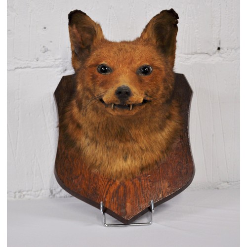 88 - Antique Taxidermy of red fox head mounted on plaque