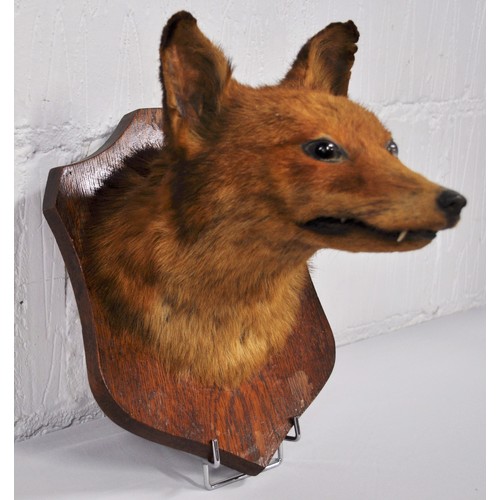 88 - Antique Taxidermy of red fox head mounted on plaque