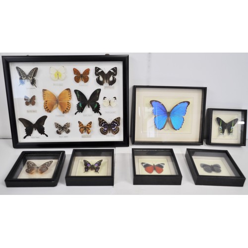 95 - Entomology - Various cased butterflies in different tropical colours and from around the world. x7 i... 